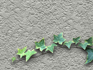 壁につたうアイビーの葉