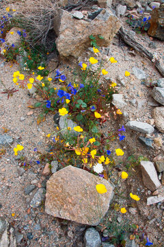 Fargo Canyon springtime wildflowers, California