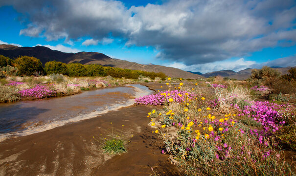Anza Borrego Desert spring blooms, California