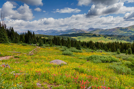 USA, Colorado, Shrine Pass, Vail. Flowery landscape in summer. 