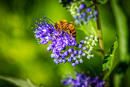 USA, Colorado, Fort Collins. Honey bee on spirea flowers.