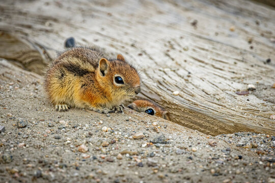 USA, Colorado, Gould. Baby golden-mantled ground squirrels close-up.