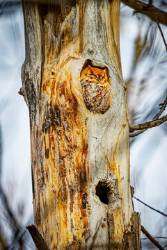 USA, Colorado, Fort Collins. Eastern screech owl in tree hole.