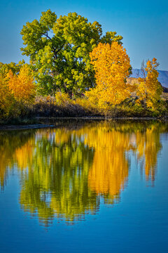 USA, Colorado, Fort Collins. Lanceleaf cottonwood trees reflect in water.