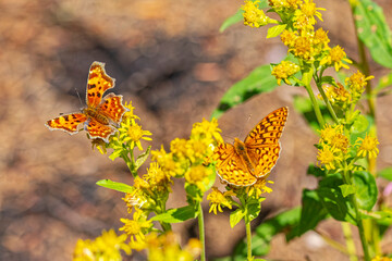 USA, Colorado, Fort Collins. Butterflies feeding on flowers.