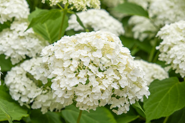 Lush Hydrangea Garden in Full Bloom: A Colorful Summer Landscape