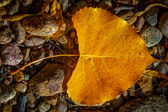 USA, Colorado, Fort Collins. Plains cottonwood leaf on rocks.