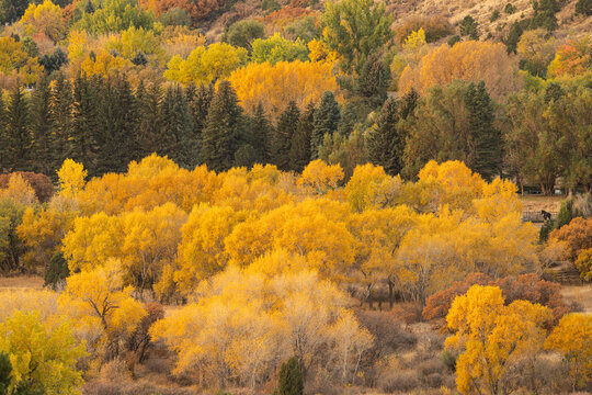 USA, Colorado, Colorado Springs. Cottonwood trees in autumn colors.