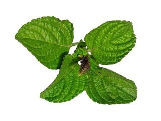 mint leaves isolated on white background © uswatun