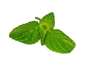 mint leaves isolated on white background