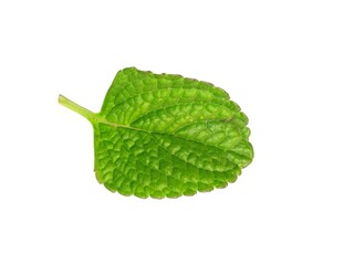 mint leaves isolated on white background © uswatun