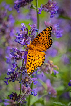 USA, Colorado, Fort Collins. Fritillary butterfly on catmint flowers. 