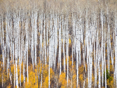 USA, Colorado, San Juan Mts. Aspen trunks in autumn.