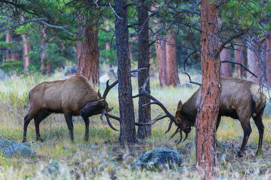 Bull elk fighting amongst the ponderosa Pine Trees for dominance, Colorado, USA
