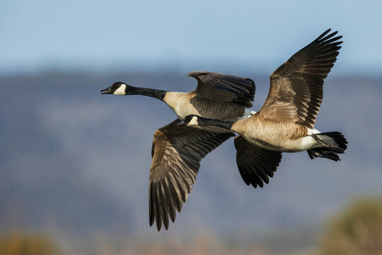 Greater Canada geese in flight over a Colorado autumn wetlands