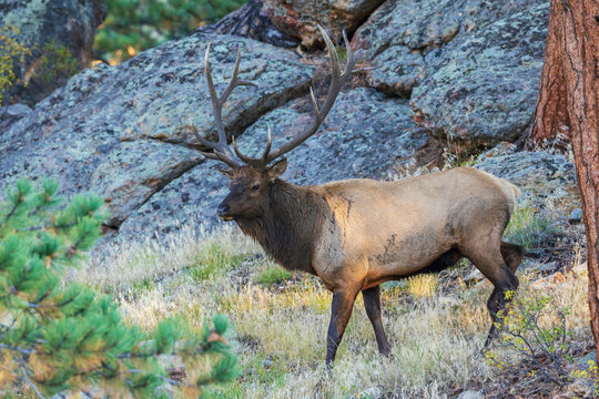 Bull elk scouting out the nearby montane meadow for prospective cows in the Rocky Mountains, Colorado, USA