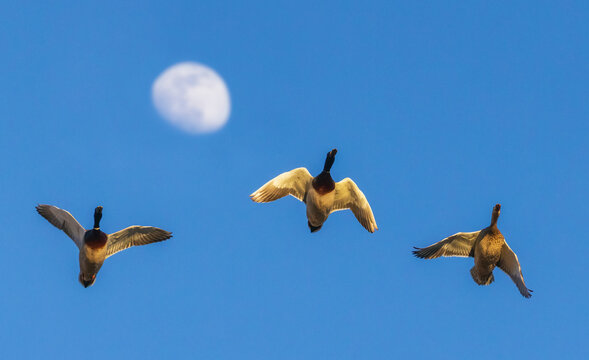 Mallard trio flying past rising autumn moon in Colorado