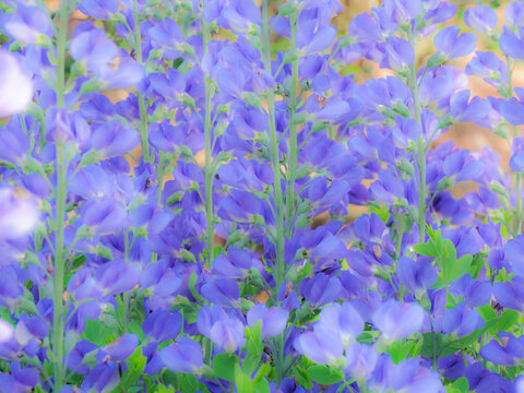 Blue wild indigo, Baptisia Australis, a native American wildflower.