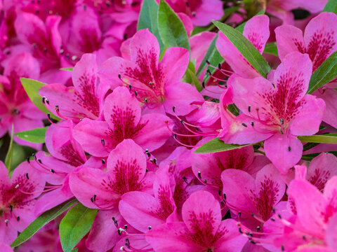 Hot pink azaleas in a garden.