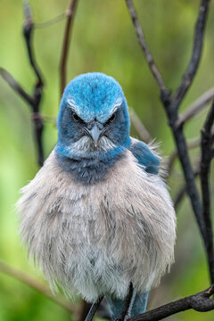 Florida scrub jay, Florida