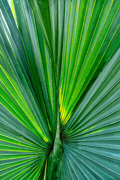 Closeup of a sabal palm, Florida