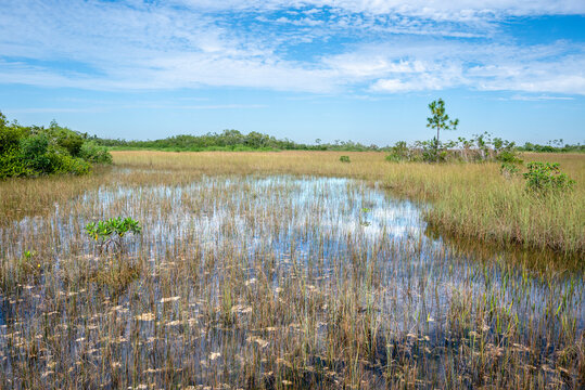 USA, Florida. Everglades National Park, marsh