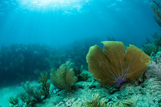 A purple sea fan sways in the clear blue water of Looe Key Reef off of Ramrod Key