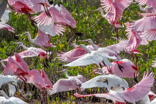 Roseate spoonbills and ibis, Merritt Island, Florida