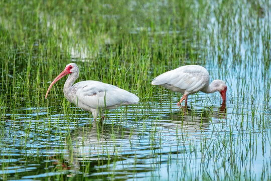 Ibis wading