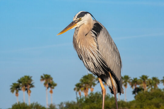 Great blue heron