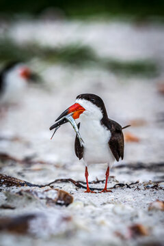 An adult black skimmer with a fish.