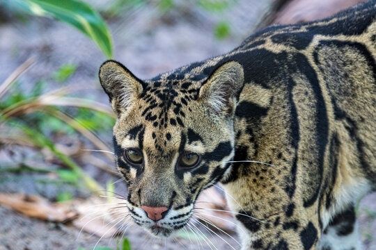 A rare clouded leopard.