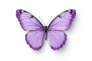 Obraz premium A vibrant purple butterfly displays its delicate wings, showcasing intricate patterns and sense of tranquility. Its beauty evokes feelings of wonder and serenity.