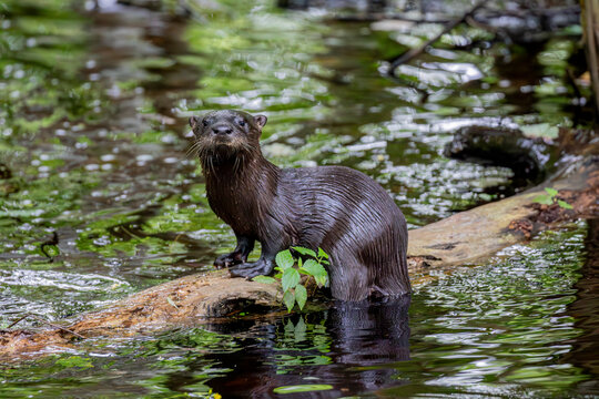 Curious river otters are never far from water.
