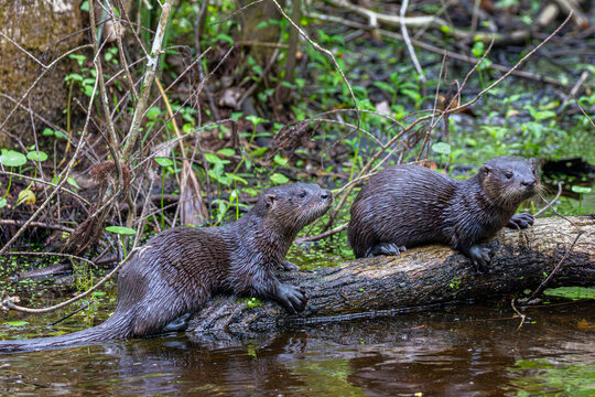 Curious river otters are never far from water.