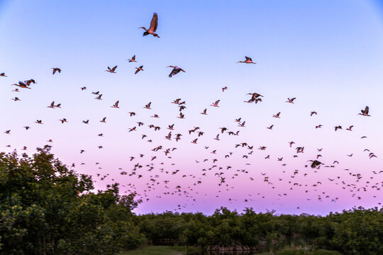 Adult and juvenile white ibis leave their colonial roost early in the morning in south Florida.