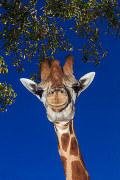 Staring giraffe.