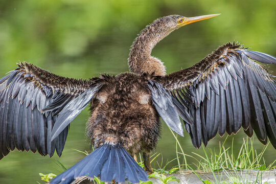 Immature anhinga drying wings.