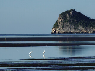 White egret standing on sand beach during ebb tide in a tropical sea against blue sky, Prachuap...