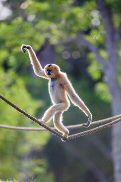 A female buff-cheeked gibbon easily walks across a suspended rope.