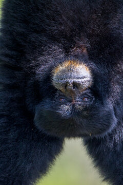 A Simang gibbon hanging upside down.