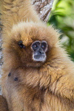 White-handed gibbons come in both a blonde phase as well as black.