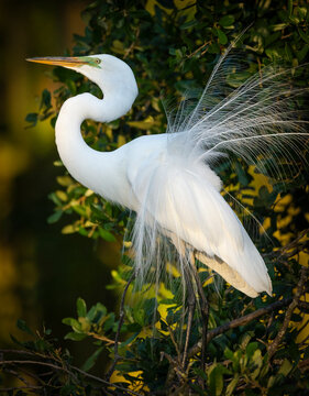 Great egret courtship, Florida, USA.