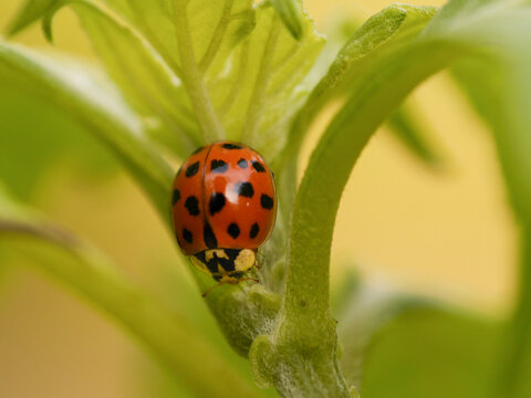 Asian lady beetle, sometimes called Halloween beetle because it often invades homes in October, Southern Florida