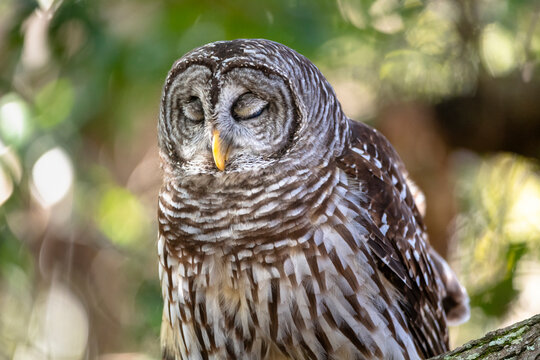 Portrait of a Barred Owl with his eyes closed