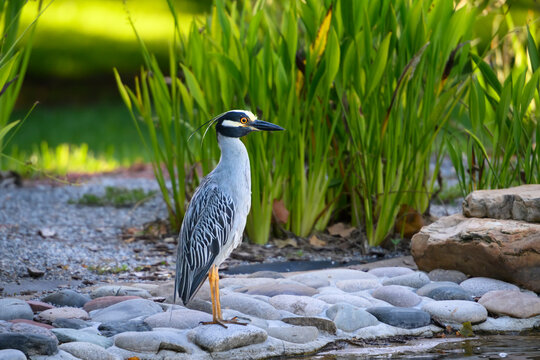 Yellow-crowned night heron standing majestic alongside a pond against green reeds.