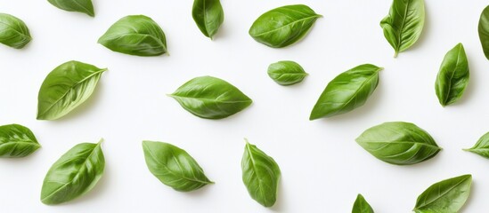 Fresh Green Basil Leaves on White Background