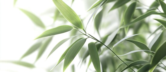 Obraz premium Tranquil Bamboo Leaves in Sunlight