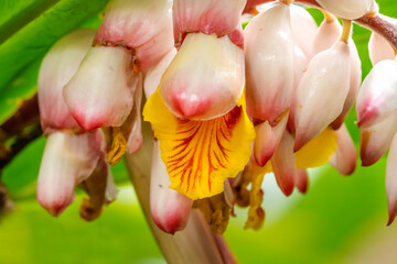 Ginger flowers, Miami, Florida.