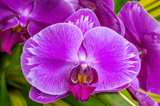Pink moth orchids, Florida.